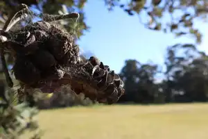 2025-06-30 Scarborough Park - IMG_2943_compressed_q50.webp